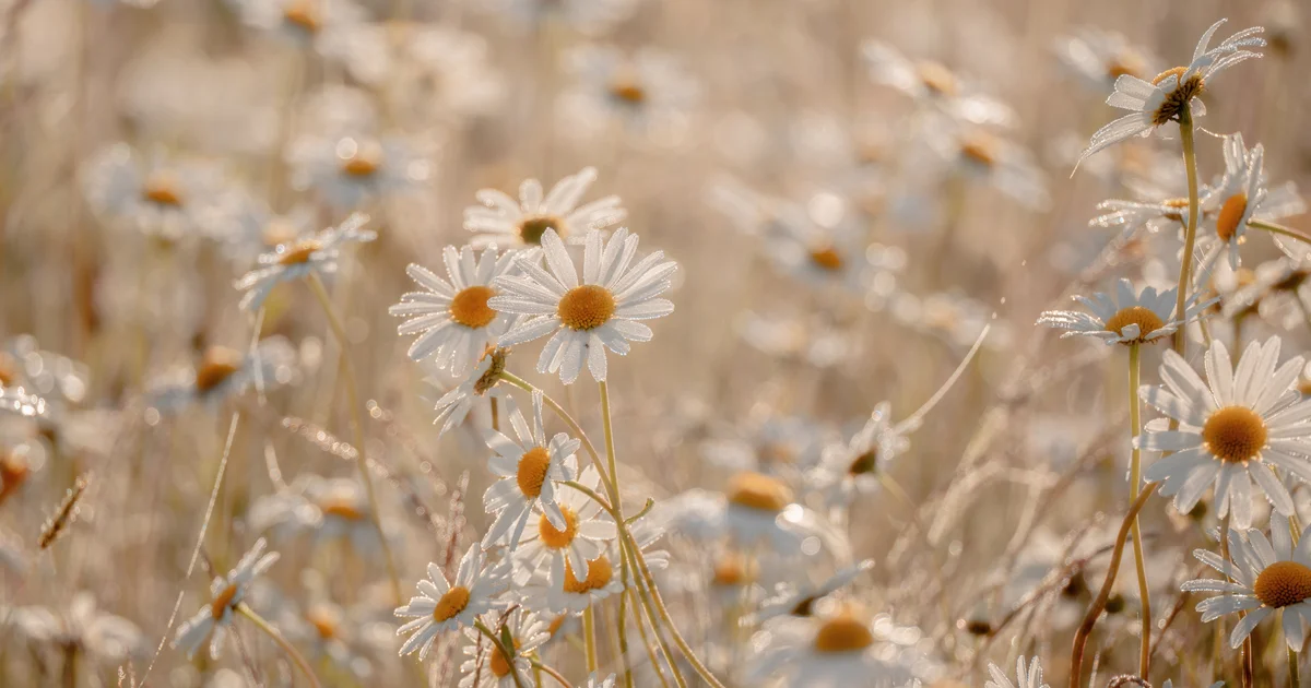 Thariq Skills #8 — Runbooks：從症狀到結構化報告的調查流程